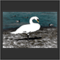 White Swan